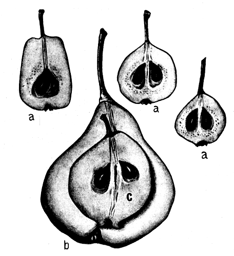 2. Гибрид иволистной груши ♀ с Бессемянкой: ♂а — плоды иволистной груши; b — плод Бессемянки; с — плод гибрида